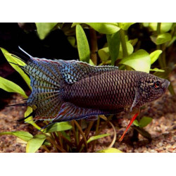 Macropodus spechti black - 3 - 4 cm