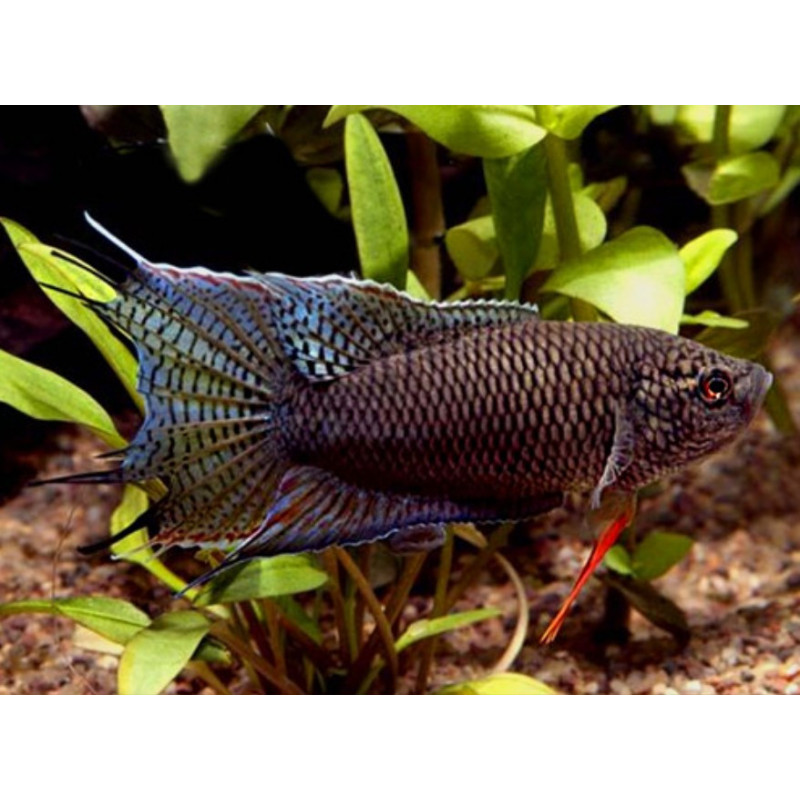 Macropodus spechti black - 3 - 4 cm