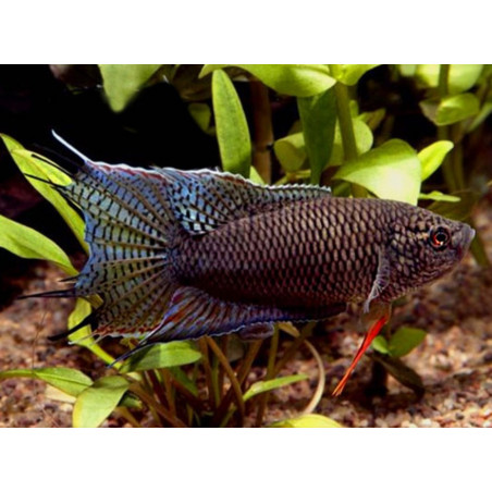 Macropodus spechti black - 3 - 4 cm