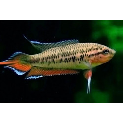 Macropodus cupanus - 4 - 5 cm
