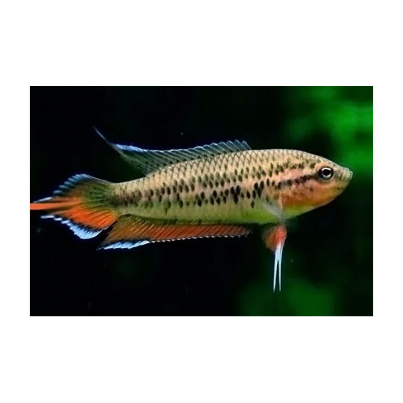 Macropodus cupanus - 4 - 5 cm