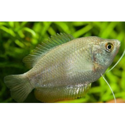 Colisa lalia mix female - 4 - 5 cm