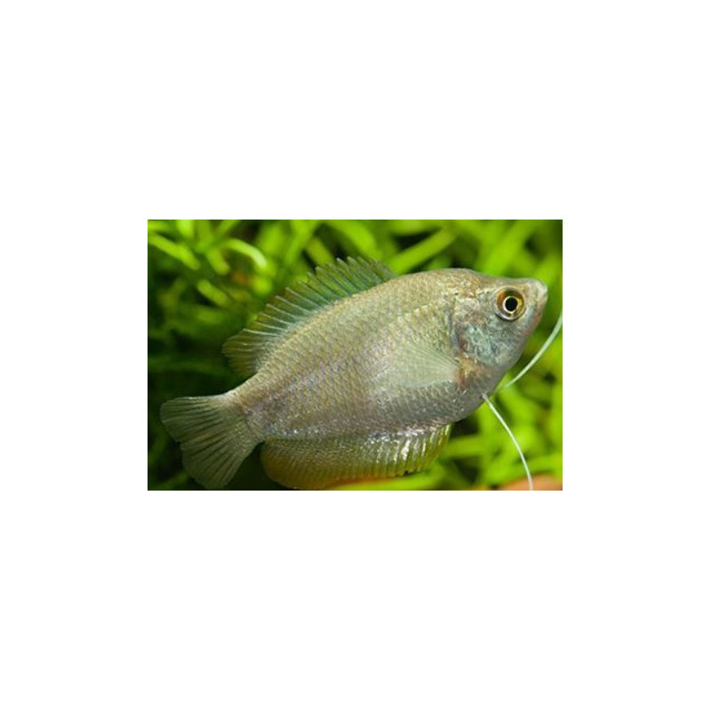 Colisa lalia mix female - 4 - 5 cm