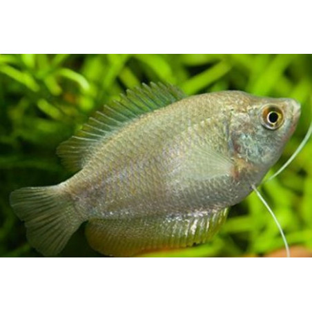 Colisa lalia mix female - 4 - 5 cm