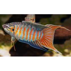 Macropodus opercularis blue red - 4 - 5 cm