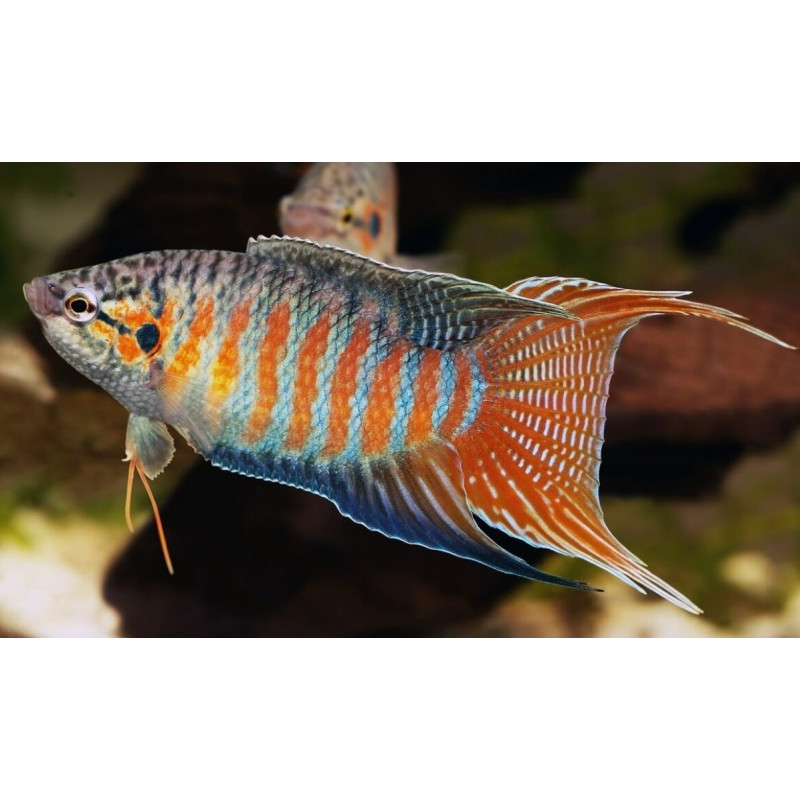 Macropodus opercularis blue red - 4 - 5 cm
