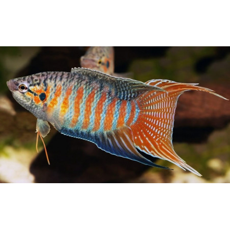 Macropodus opercularis blue red - 4 - 5 cm
