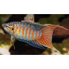 Macropodus opercularis blue red - 4 - 5 cm