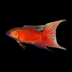 Macropodus opercularis red velvet - 3 -4 cm