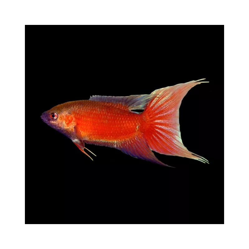 Macropodus opercularis red velvet - 3 -4 cm