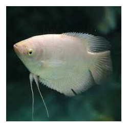 Osphronemus gorami gold 6 cm