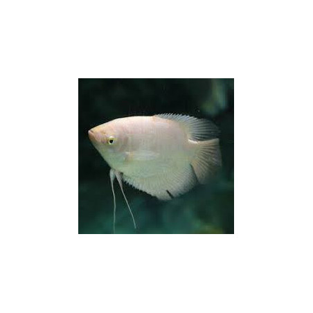 Osphronemus gorami gold 6 cm