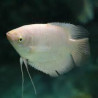 Osphronemus gorami gold 6 cm