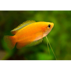 Colisa sota gold dwarf - 2 - 3 cm