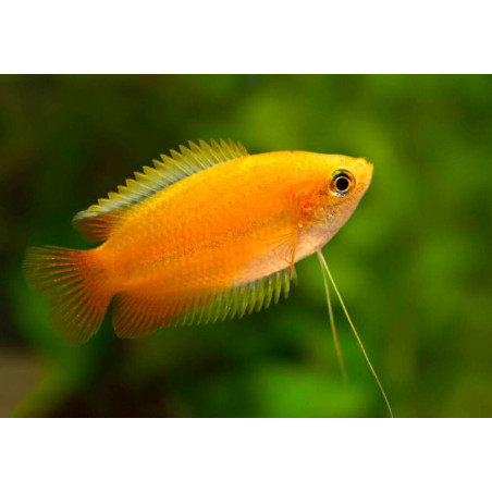 Colisa sota gold dwarf - 2 - 3 cm