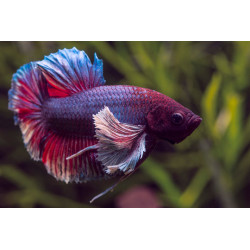 Betta spl. elephant ear plakat - XL