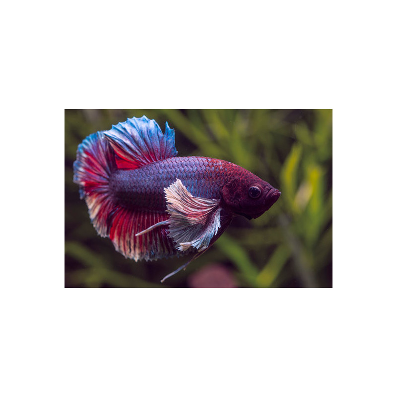 Betta spl. elephant ear plakat - XL
