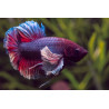 Betta spl. elephant ear plakat - XL