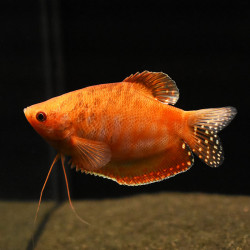 Trichogaster trichopterus red - 4 - 5 cm