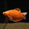 Trichogaster trichopterus red - 4 - 5 cm