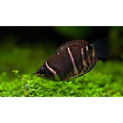 Sphaerichthys vaillanti choco - 2 - 3.5 cm