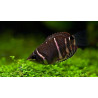 Sphaerichthys vaillanti choco - 2 - 3.5 cm