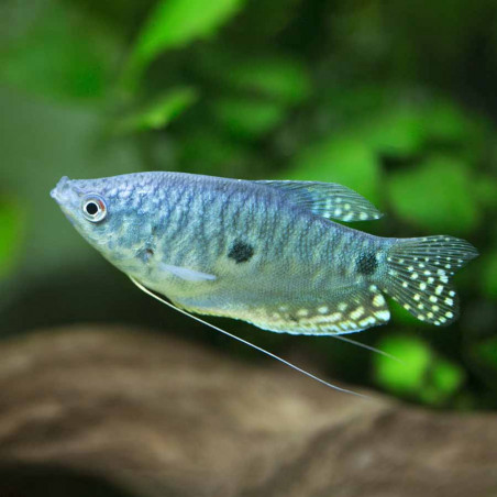 Trichogaster trichopterus sumatra - 3 - 4 cm