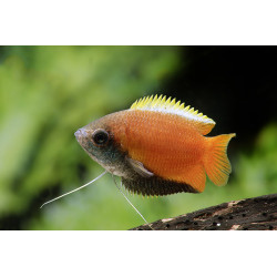 Colisa chuna - 2 - 3 cm
