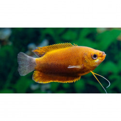 Colisa labiosa orange - 3 - 4 cm
