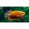 Colisa labiosa orange - 3 - 4 cm