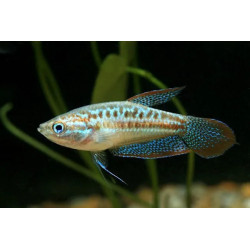 Trichopsis vittatus 2 - 3 cm