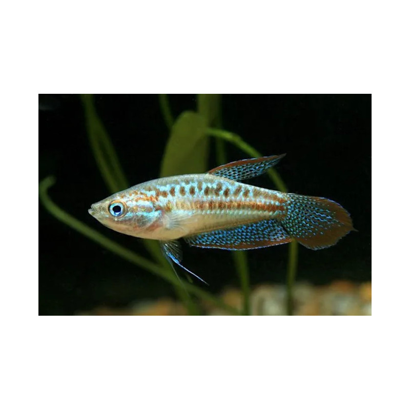 Trichopsis vittatus 2 - 3 cm