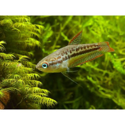 Trichopsis pumilus - 1 - 2.5 cm