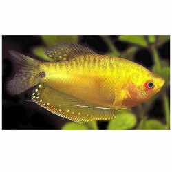 Trichogaster trichopterus gold 4 - 5 cm