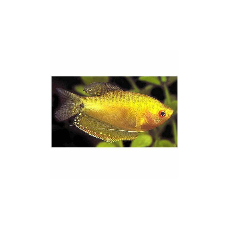Trichogaster trichopterus gold 4 - 5 cm