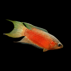 Macropodus opercularis red - 4 - 5 cm