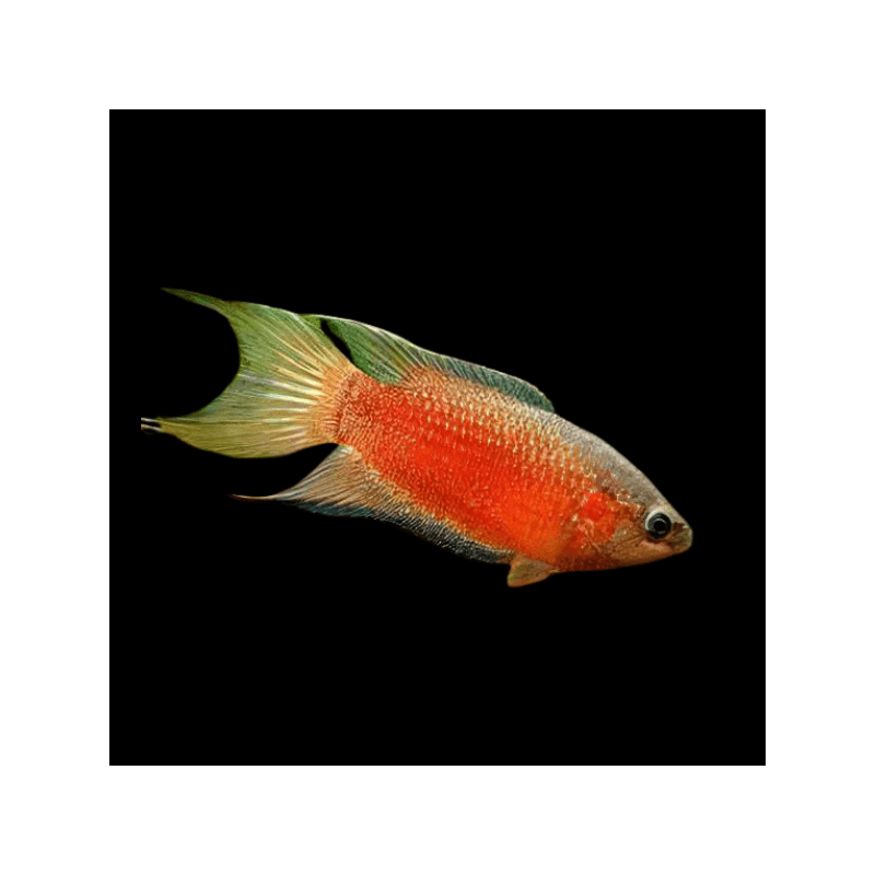 Macropodus opercularis red - 4 - 5 cm