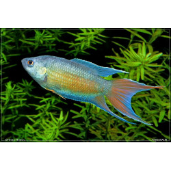 Macropodus opercularis blue - 4 - 5 cm