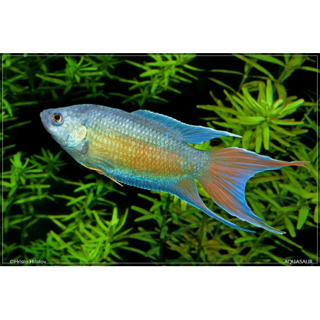 Macropodus opercularis blue - 4 - 5 cm