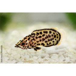 Ctenopoma acutirostre - 3.5 - 4.5 cm