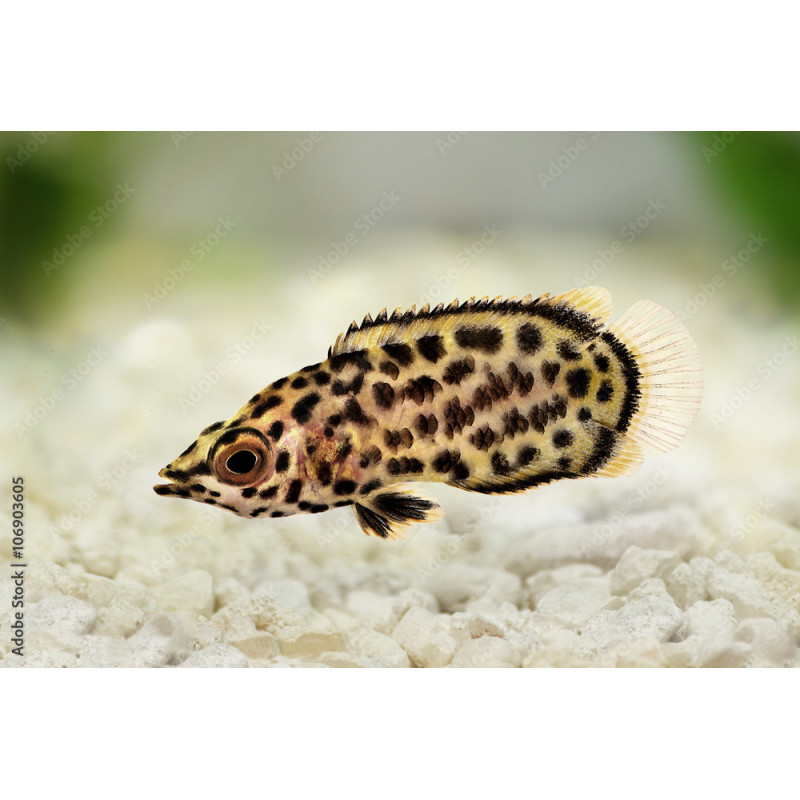 Ctenopoma acutirostre - 3.5 - 4.5 cm