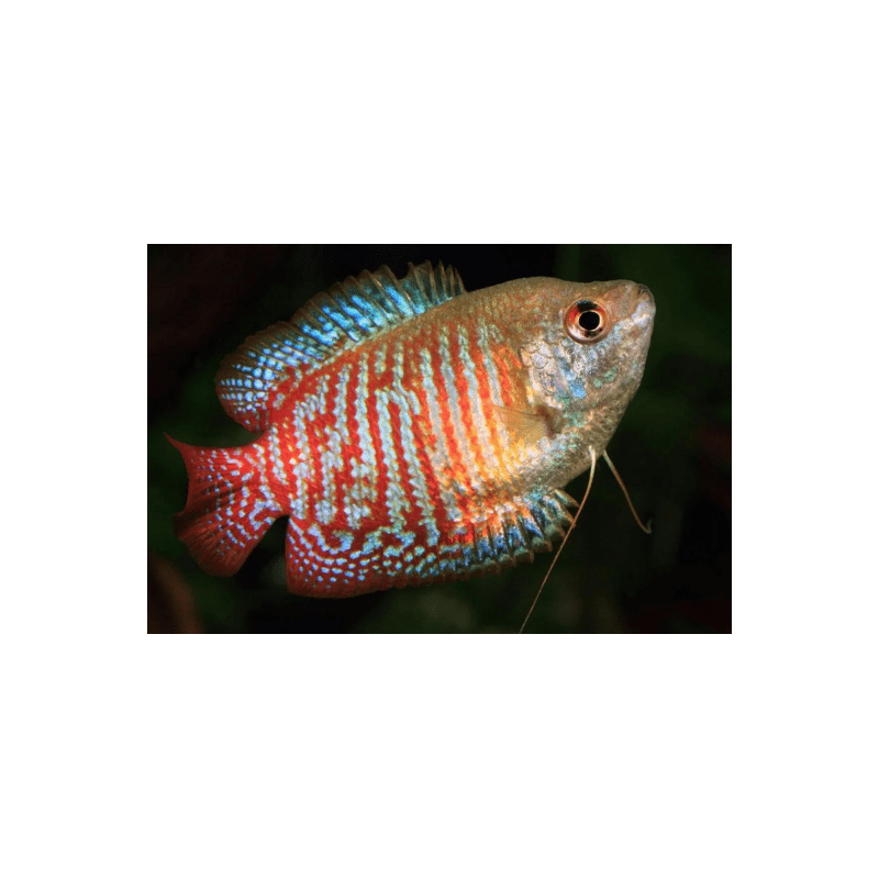 Colisa lalia - 3 - 4 cm
