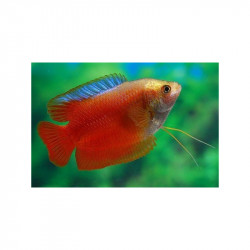 Colisa chuna red - 3 - 3.5 cm