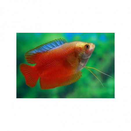 Colisa chuna red - 3 - 3.5 cm