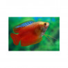 Colisa chuna red - 3 - 3.5 cm