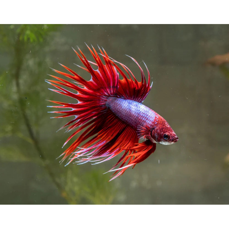 Betta spl. male crowntail fancy color mix - XL