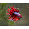Betta spl. male crowntail fancy color mix - XL