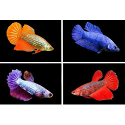 Betta spl. female super delta big ears mix - M
