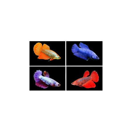 Betta spl. female super delta big ears mix - M