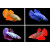 Betta spl. female super delta big ears mix - M